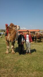 deve kiralama İstanbul