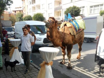 Devekiralama Acilis Organizasyonu